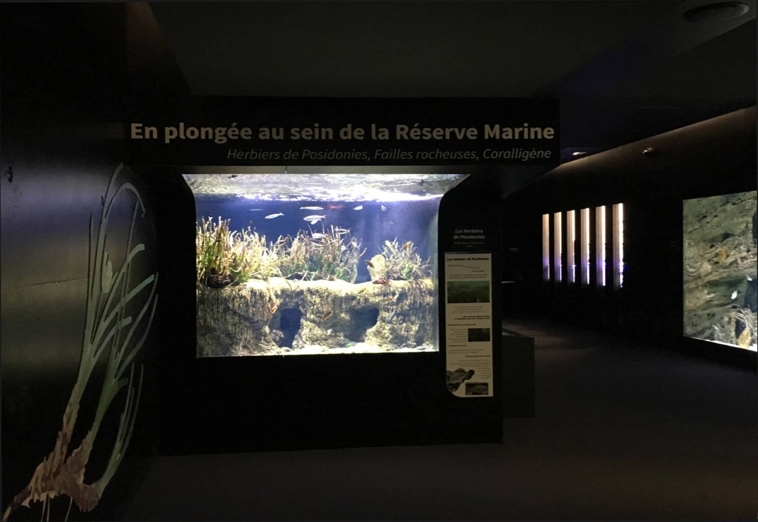 biodiversarium aquarium et laboratoire de recherche banyuls sur mer 66 4